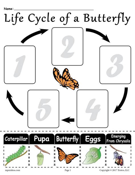 butterfly life cycle worksheet free